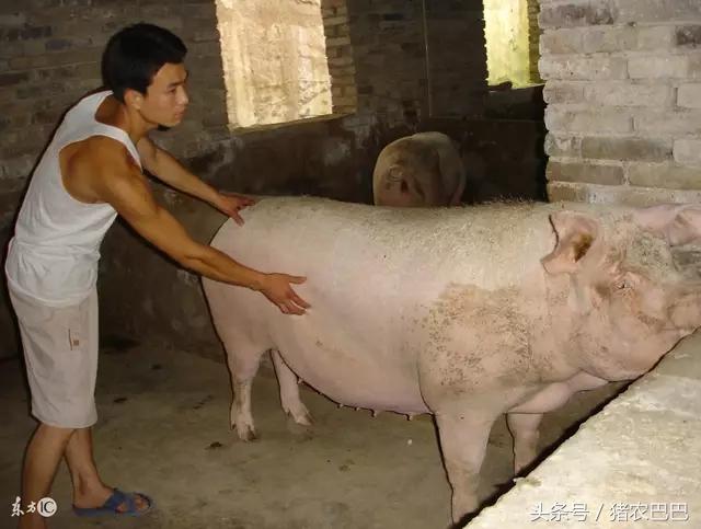 猪喘气的防治方案，值得养猪户们收藏！