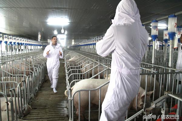 猪喘气的防治方案，值得养猪户们收藏！