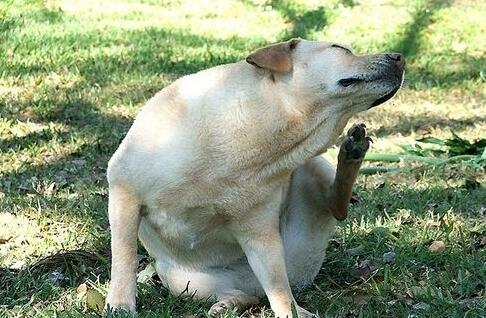 狗狗剃完毛后经常挠痒原因,狗狗半夜喘粗气还总是挠痒