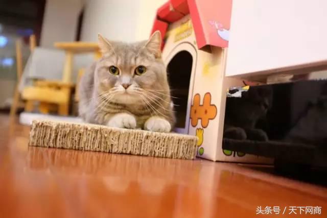 1000块的猫咪厕所,5000元猫