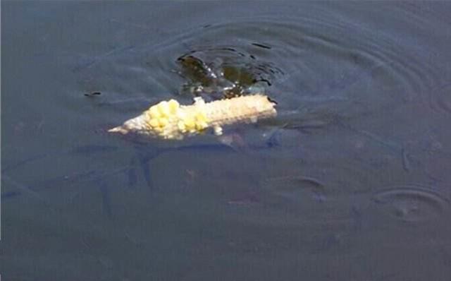 鱼进窝不下底怎么办,钓鱼鱼不开口的原因及解决方法