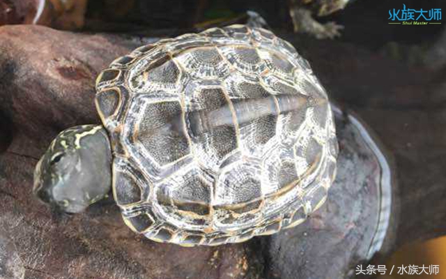 龟壳真菌感染治疗,龟壳真菌是怎么来的