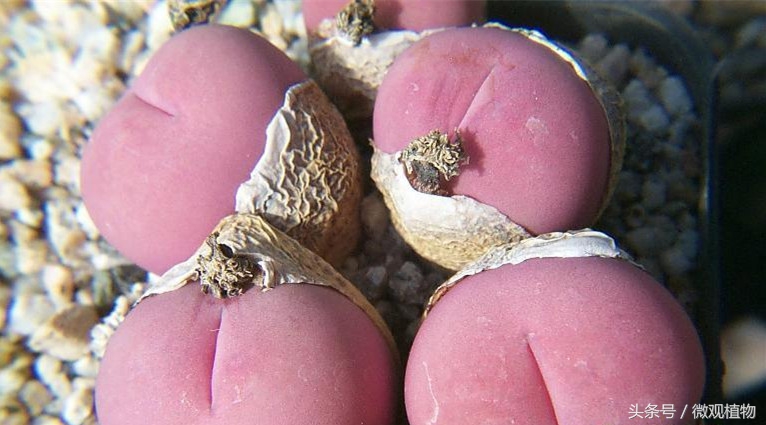 多肉植物屁股,长得像屁屁的多肉植物