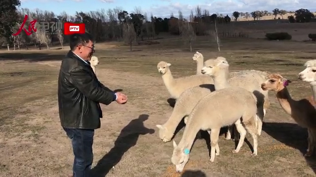 珀斯和堪培拉华人比例,堪培拉华人是中国人吗