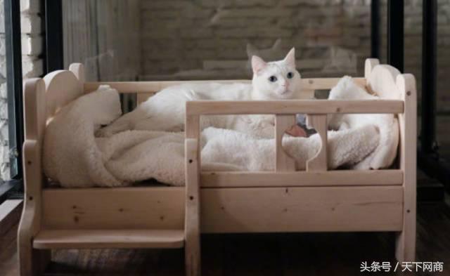 1000块的猫咪厕所,5000元猫