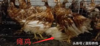 鸡群大面积死亡紧急救治,一天好几百的死鸡是得了什么病