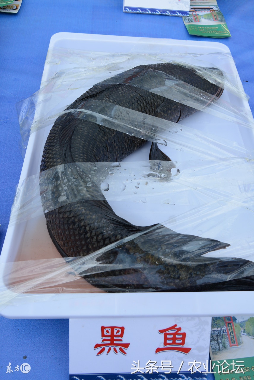致富经海南黑鱼养殖视频,养殖黑鱼致富视频