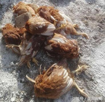 鸡群大面积死亡紧急救治,一天好几百的死鸡是得了什么病