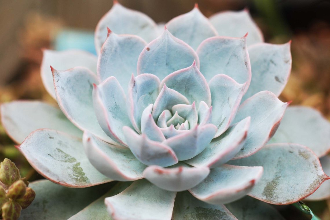 最好养的蓝色多肉,蓝石莲蓝色多肉