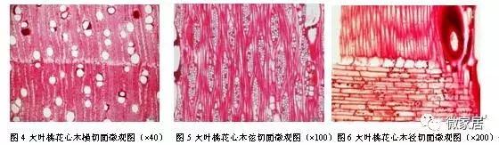 桃花心木品种大全图片,桃花心木是有纹的好还是没有的好