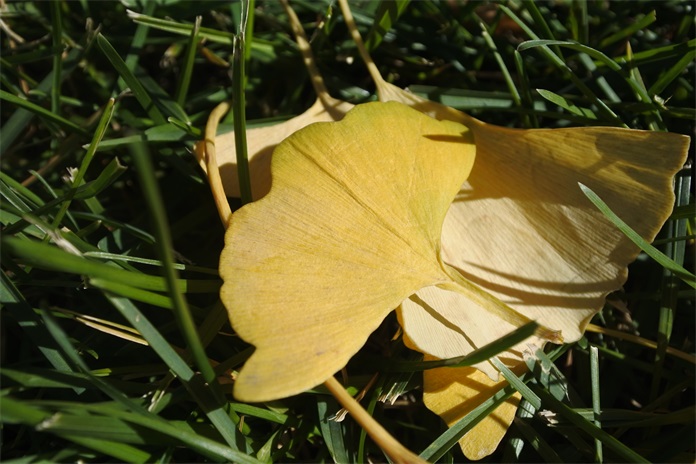 尼康微单相机j5的价格,尼康j5特点