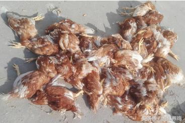 鸡群大面积死亡紧急救治,一天好几百的死鸡是得了什么病