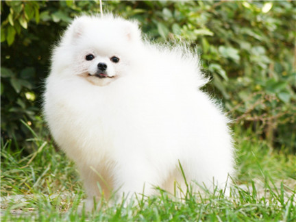 博美犬怎么养得漂亮,博美犬美容视频教程