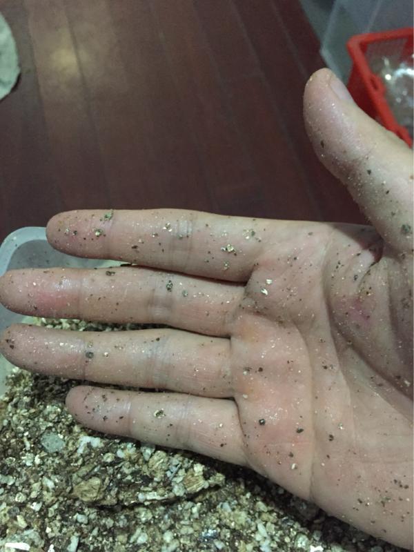 龟蛋买回家孵化温度湿度,龟低温孵化湿度