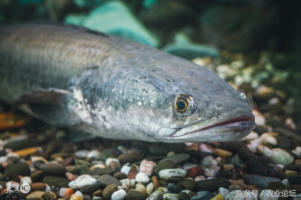 致富经海南黑鱼养殖视频,养殖黑鱼致富视频