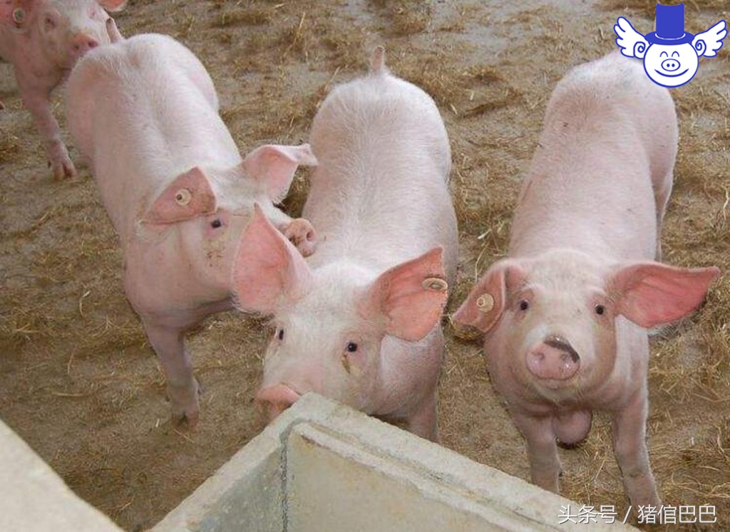 猪感冒了打针怎么操作,给猪输液好还是打针好