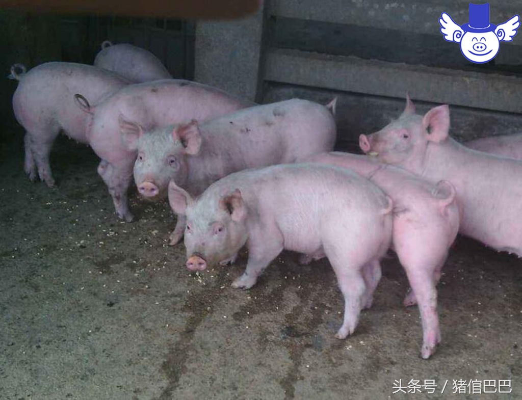 猪感冒了打针怎么操作,给猪输液好还是打针好