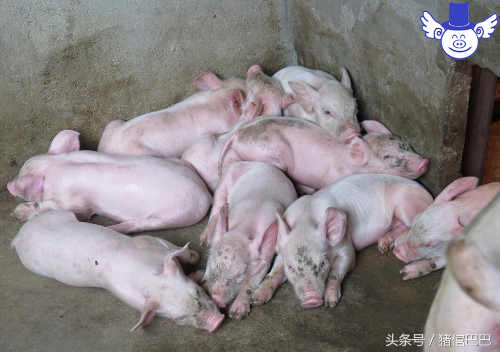 猪感冒了打针怎么操作,给猪输液好还是打针好