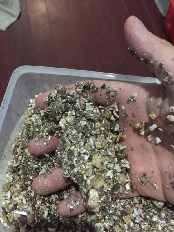 龟蛋买回家孵化温度湿度,龟低温孵化湿度