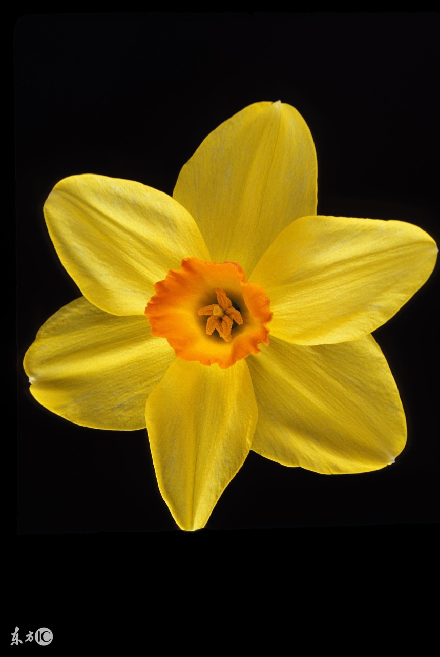 牛年转运最好的运势,牛年出生的人在龙年运势是吉是凶