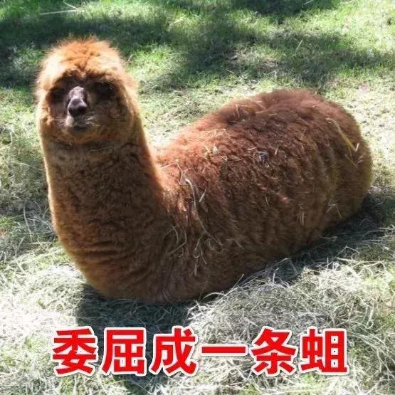 留*生妹学**纸想做个精致的猪猪女孩，却被这里的物价吓得瑟瑟发抖……