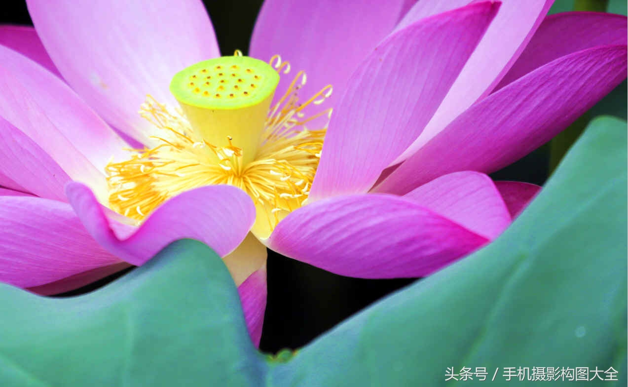 黄金分割跟三分法构图的区别,九宫格构图是黄金分割比例吗