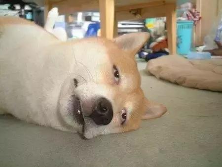 狗狗夜里总乱叫这一招真的灵,夜里狗狗乱叫是怎么回事