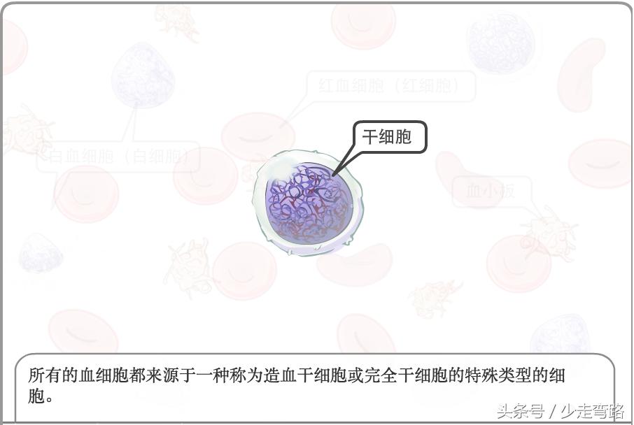 急性淋巴细胞白血病定义,小儿急性淋巴细胞性白血病