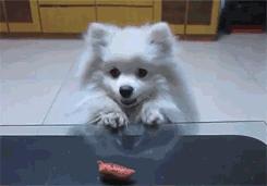 狗狗乱吃东西会得细小么,狗狗乱吃异物会咋样