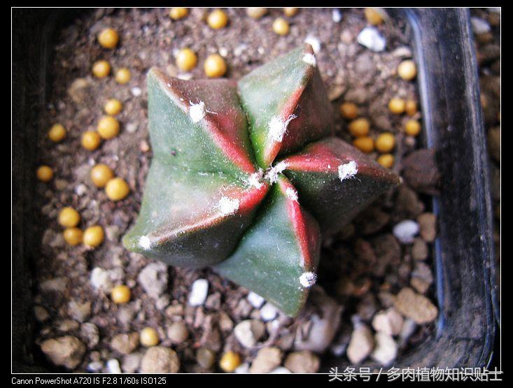 星球仙人球怎样繁殖,星球仙人掌如何养护