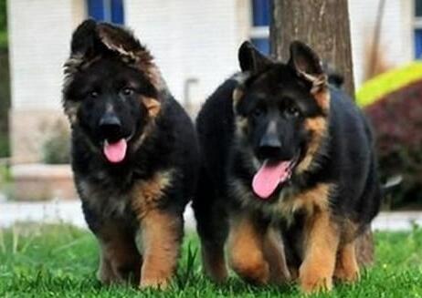 德国牧羊犬生病,德国牧羊犬生病是怎么样的