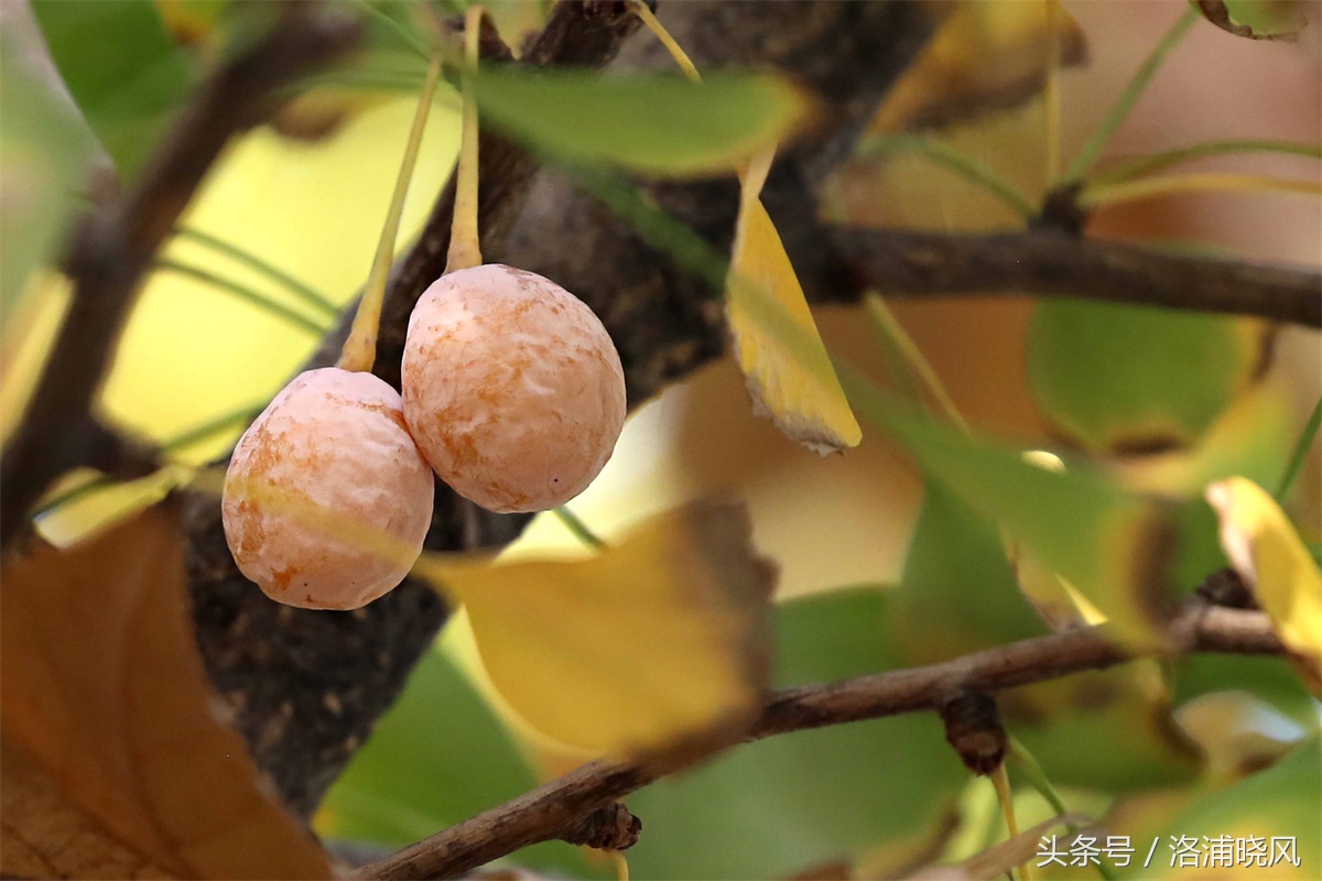 银杏果属于什么果实,银杏树结的果是什么果