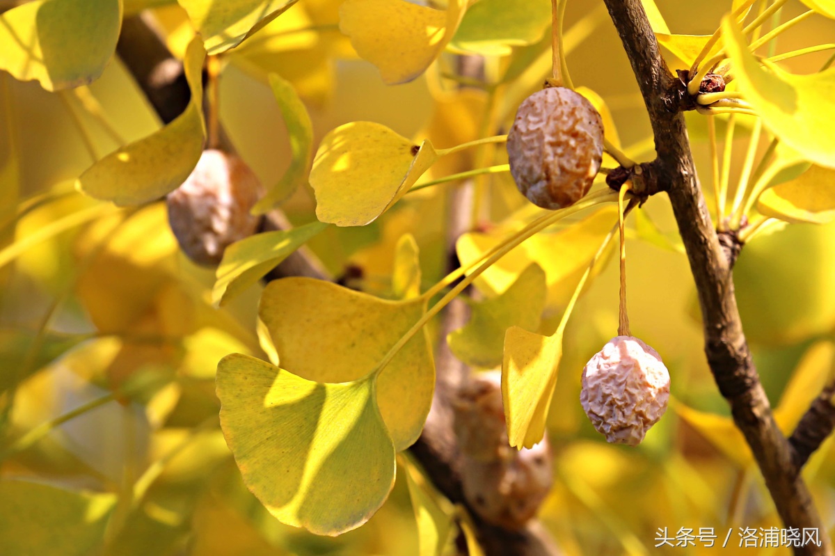 银杏果属于什么果实,银杏树结的果是什么果