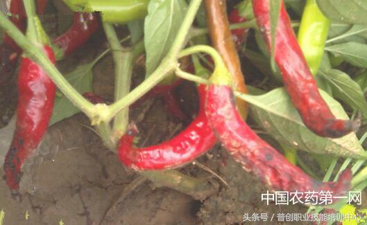 辣椒烂根腐病防治,辣椒丛枝病如何防治