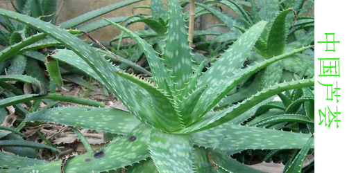 芦荟有哪些品种都叫什么名字,什么品种的芦荟净化空气最好