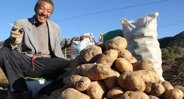 土豆滞销视频,滞销土豆销路