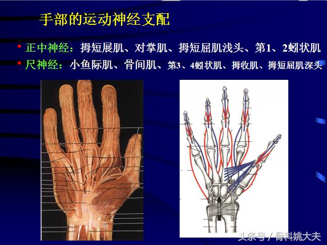 手肌腱损伤图片,手外伤神经肌腱损伤怎么定残