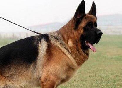 德国牧羊犬生病,德国牧羊犬生病是怎么样的