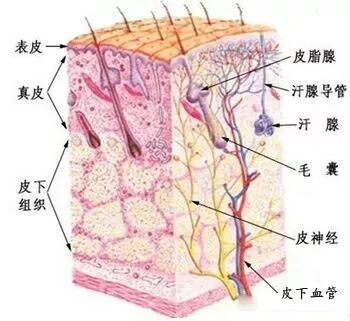 有头才有脸，头皮脸皮一张皮，揭秘你所不知道的头皮真相