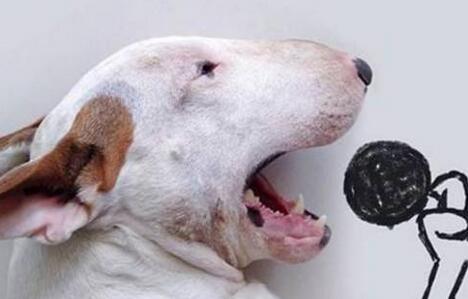 牛头梗犬优点跟缺点,牛头梗家养缺点和优点