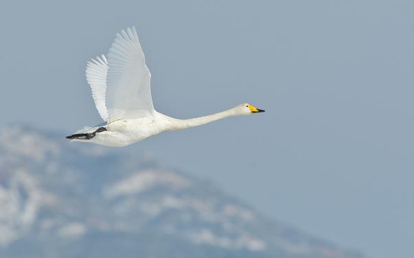 ”上帝“在造人的时候还是有不少的”设计缺陷“，有些是致命的