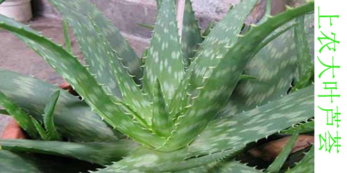 芦荟有哪些品种都叫什么名字,什么品种的芦荟净化空气最好