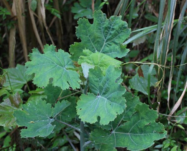 认识野生植物草药,农村路边野草药用居然是名贵中药