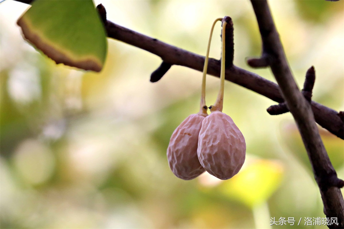 银杏果属于什么果实,银杏树结的果是什么果