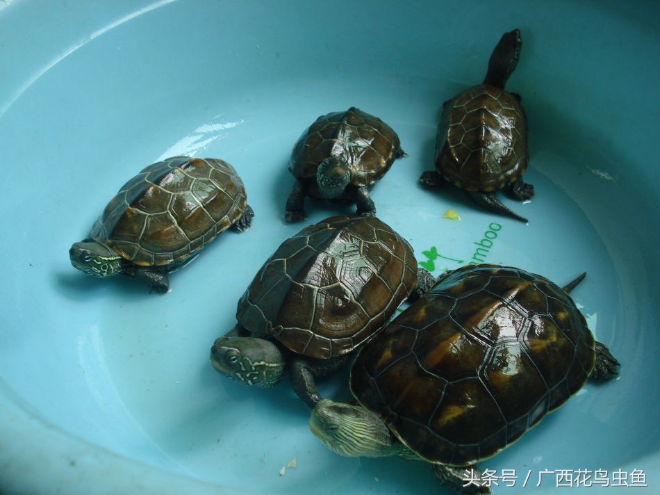 鸫龟先生饲养乌龟关注事项,三种龟的养殖方法