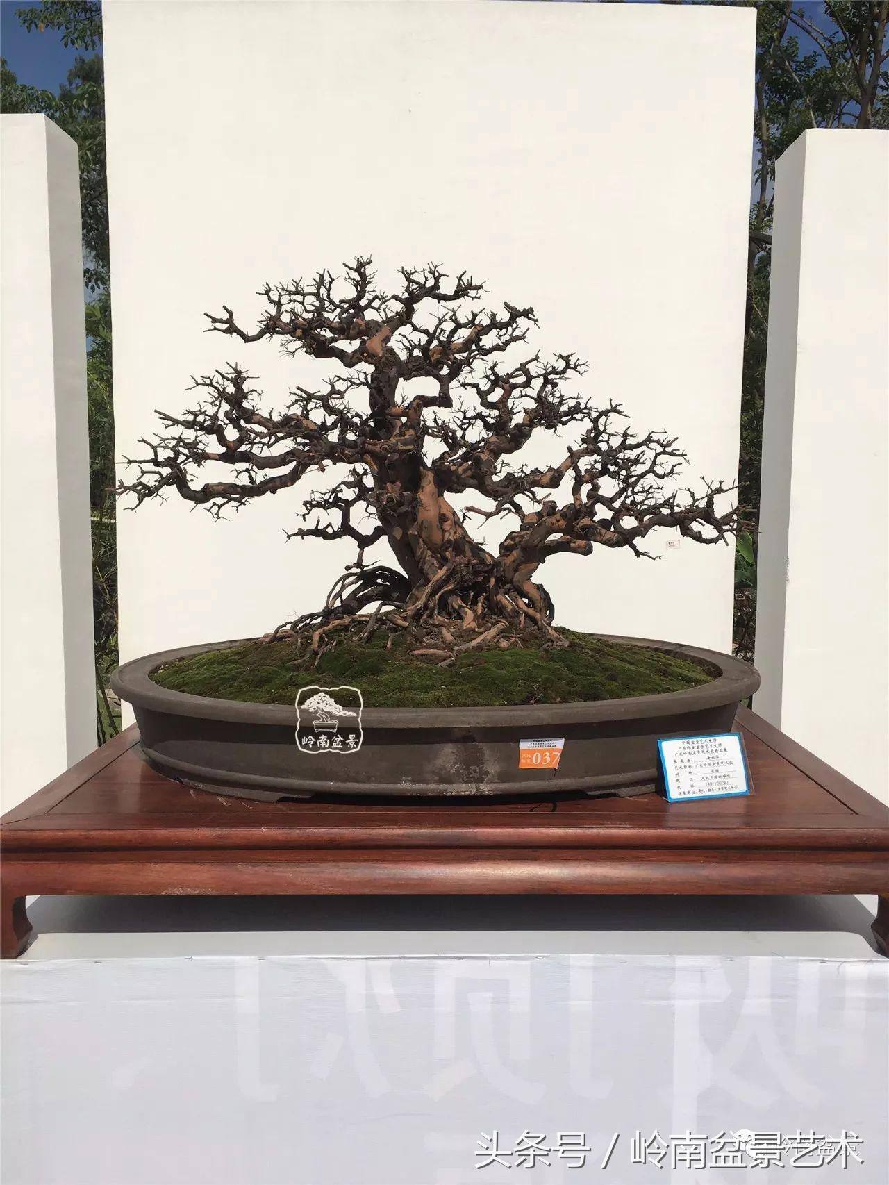 最值得收藏的六种盆景树种,十大珍贵盆景