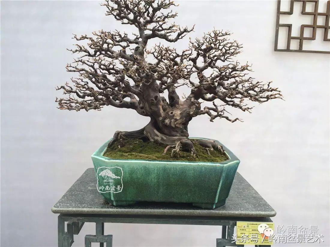 最值得收藏的六种盆景树种,十大珍贵盆景