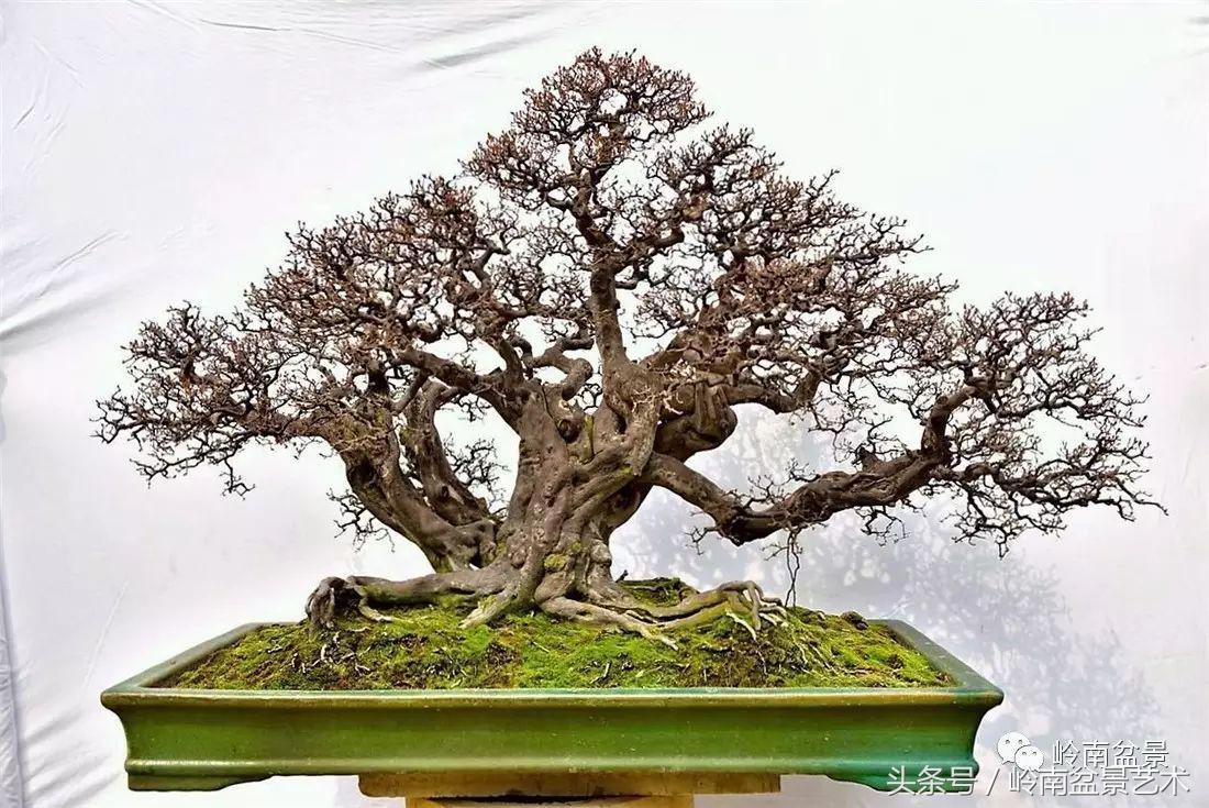 最值得收藏的六种盆景树种,十大珍贵盆景