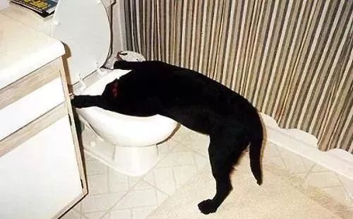 狗狗病症大全视频讲解,狗狗免疫系统疾病症状