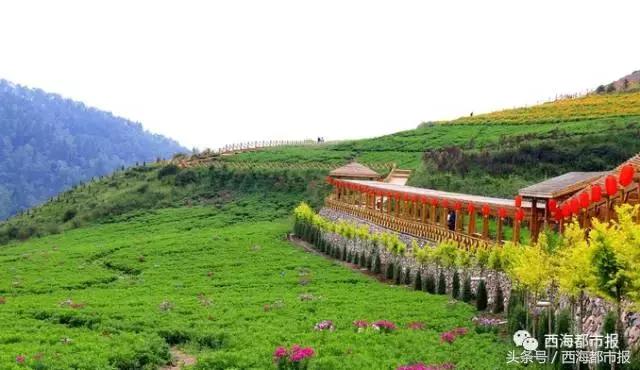 青海人采访,嘿青海歌曲